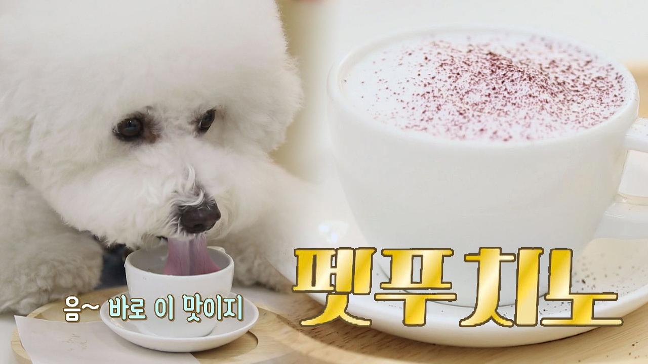 카페에 강아지만을 위한 특별 메뉴가 있다! #펫푸치노