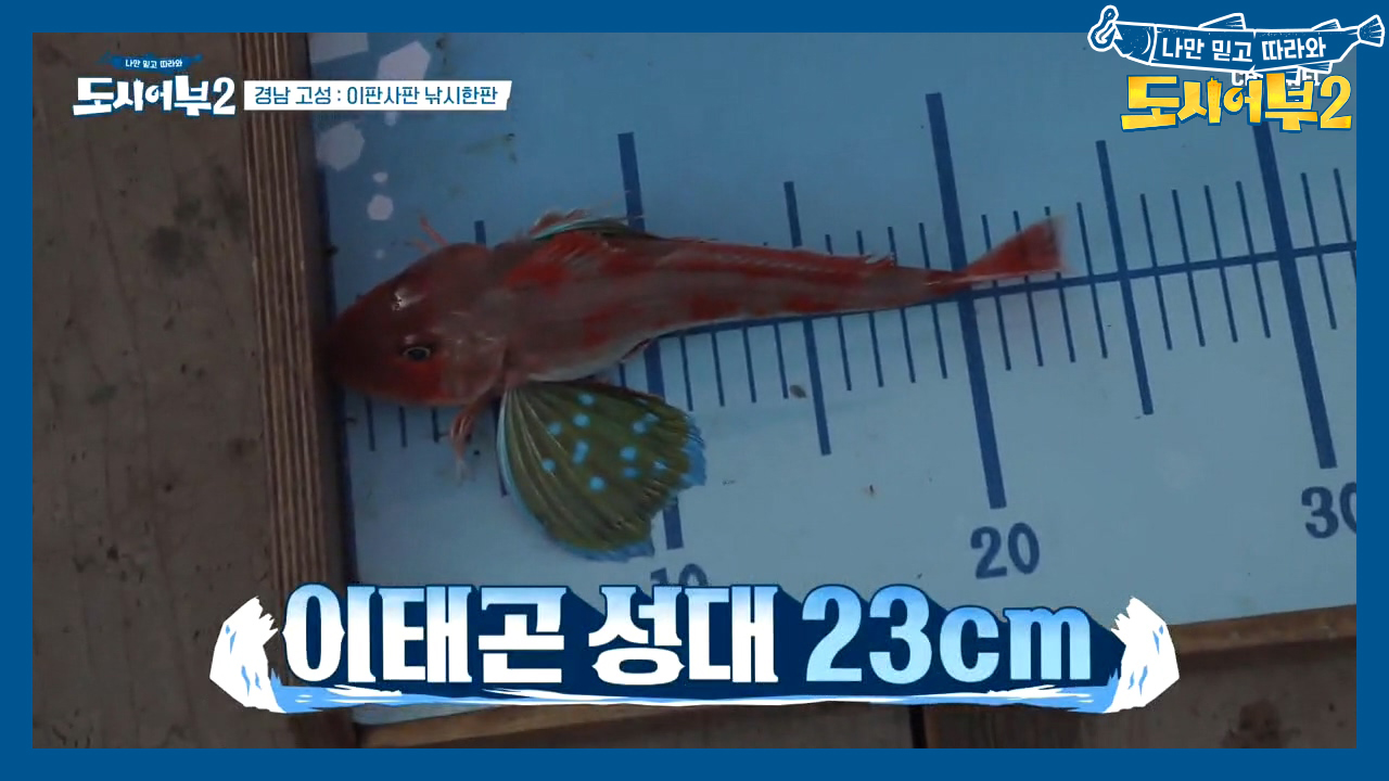 지금이 ☆골든 타임☆ 2태곤 2성대 달성~!! (ft. 잡어라도 좋아)