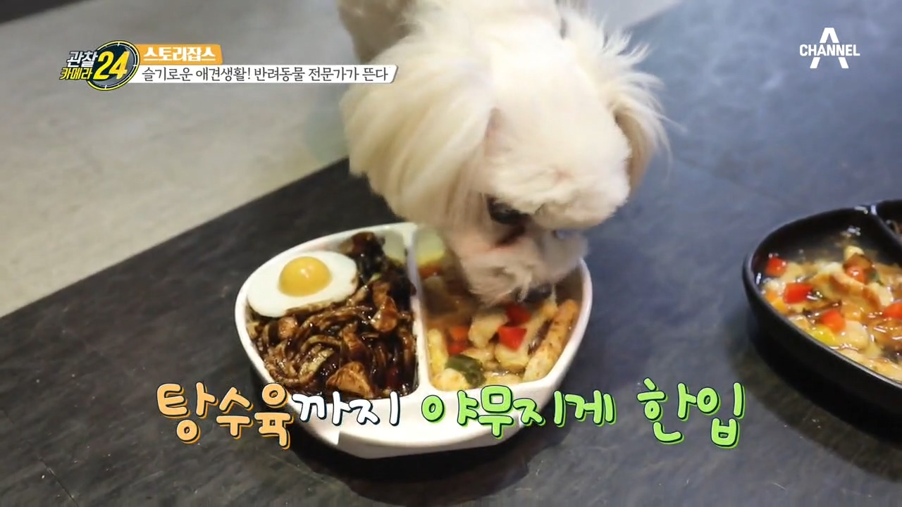 (강아지한테 짜장면을..?) '펫푸드 스타일리스트'의 슬기로운 애견 생활!