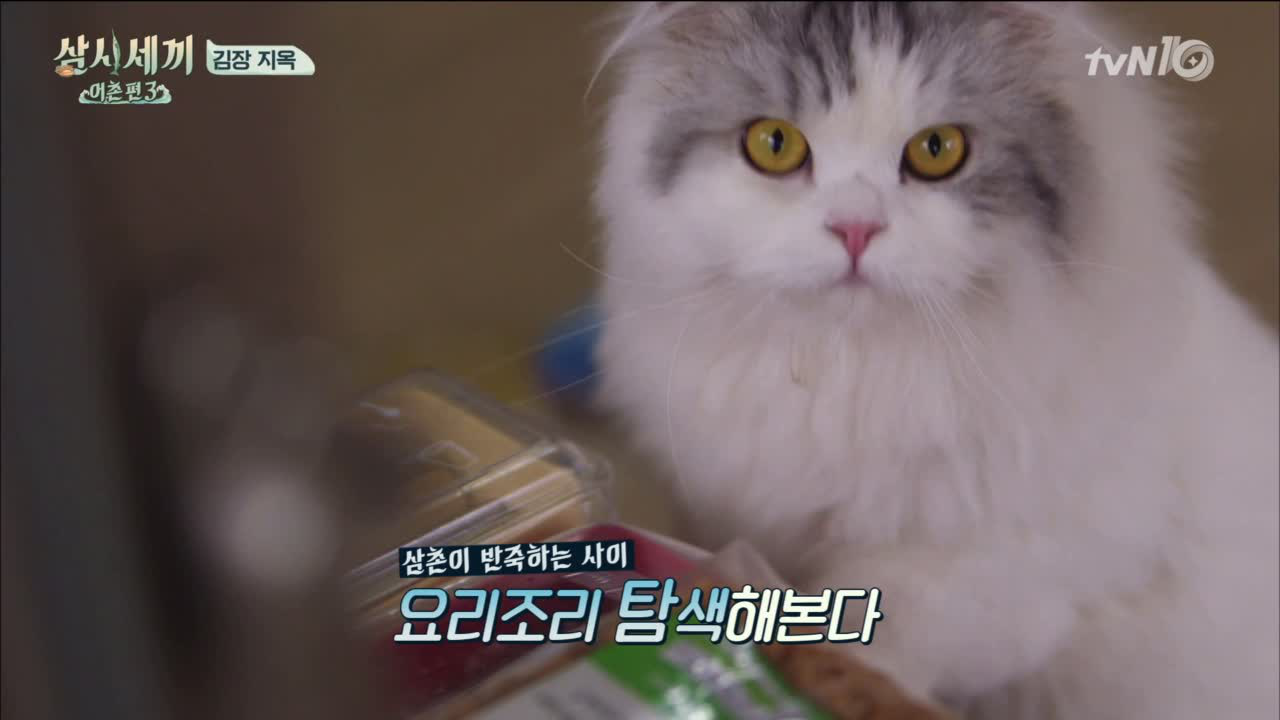 쿵이의 부엌구경! 얼음~ 땡!