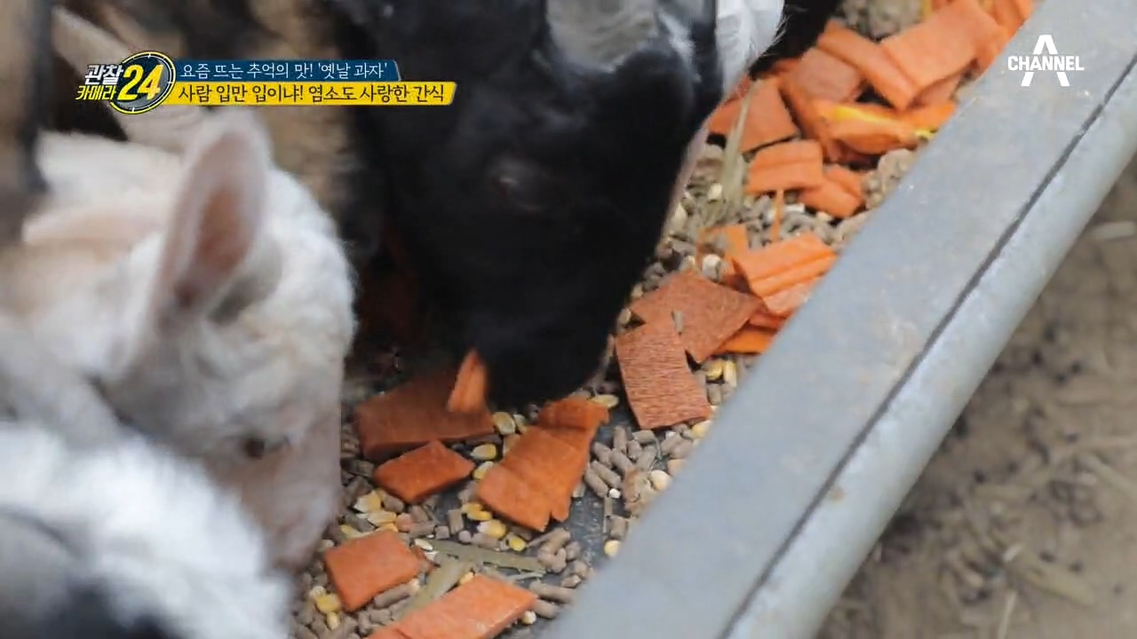 사람 입만 입이냐! 곡물로 만든 쫀드기, 염소도 사랑한 간식이다?!