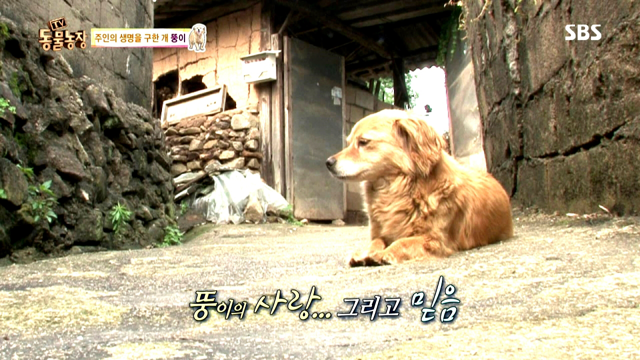  주인 목숨을 구한 뚱이