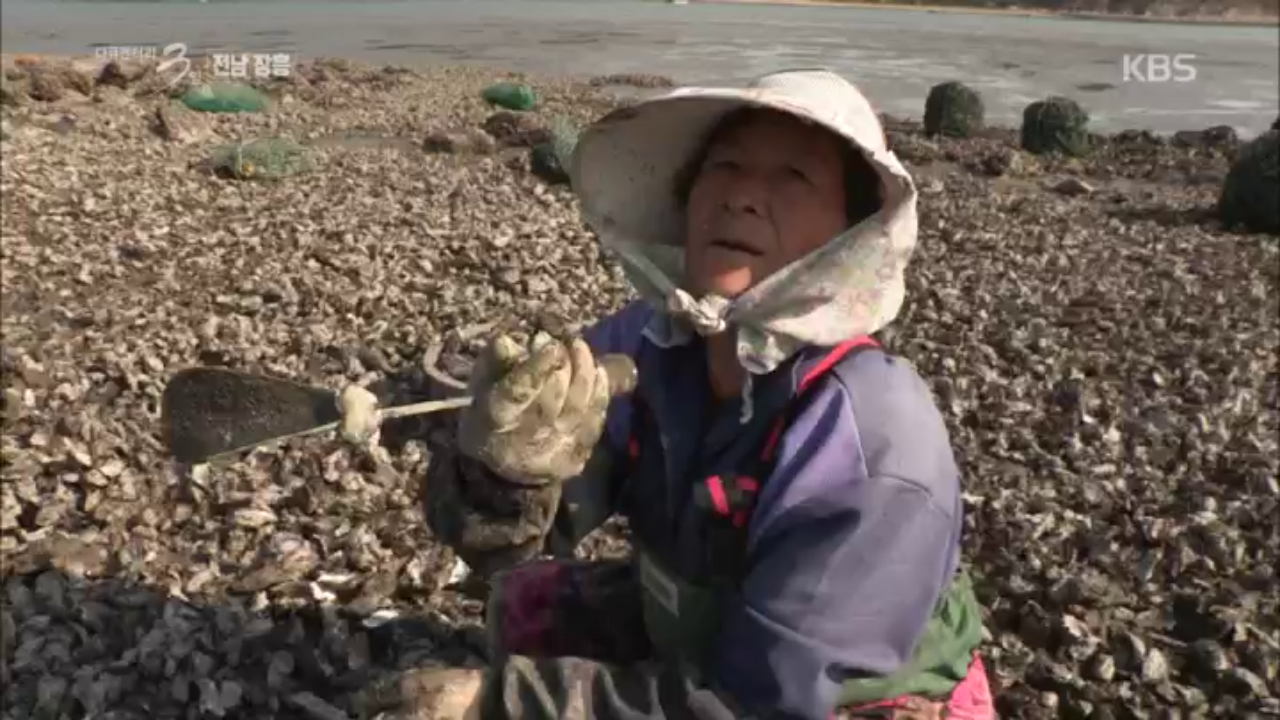 전남 장흥 석화 첫 수확 72시간