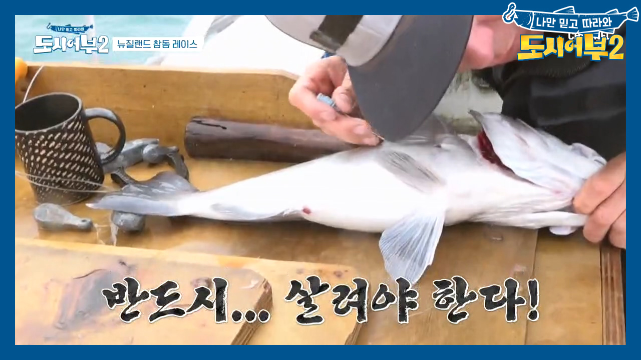 #저세상 방생법 #뉴질랜드 허준ㅋㅋ 심해에서 올라온 하푸카 되살리는 매튜~!!