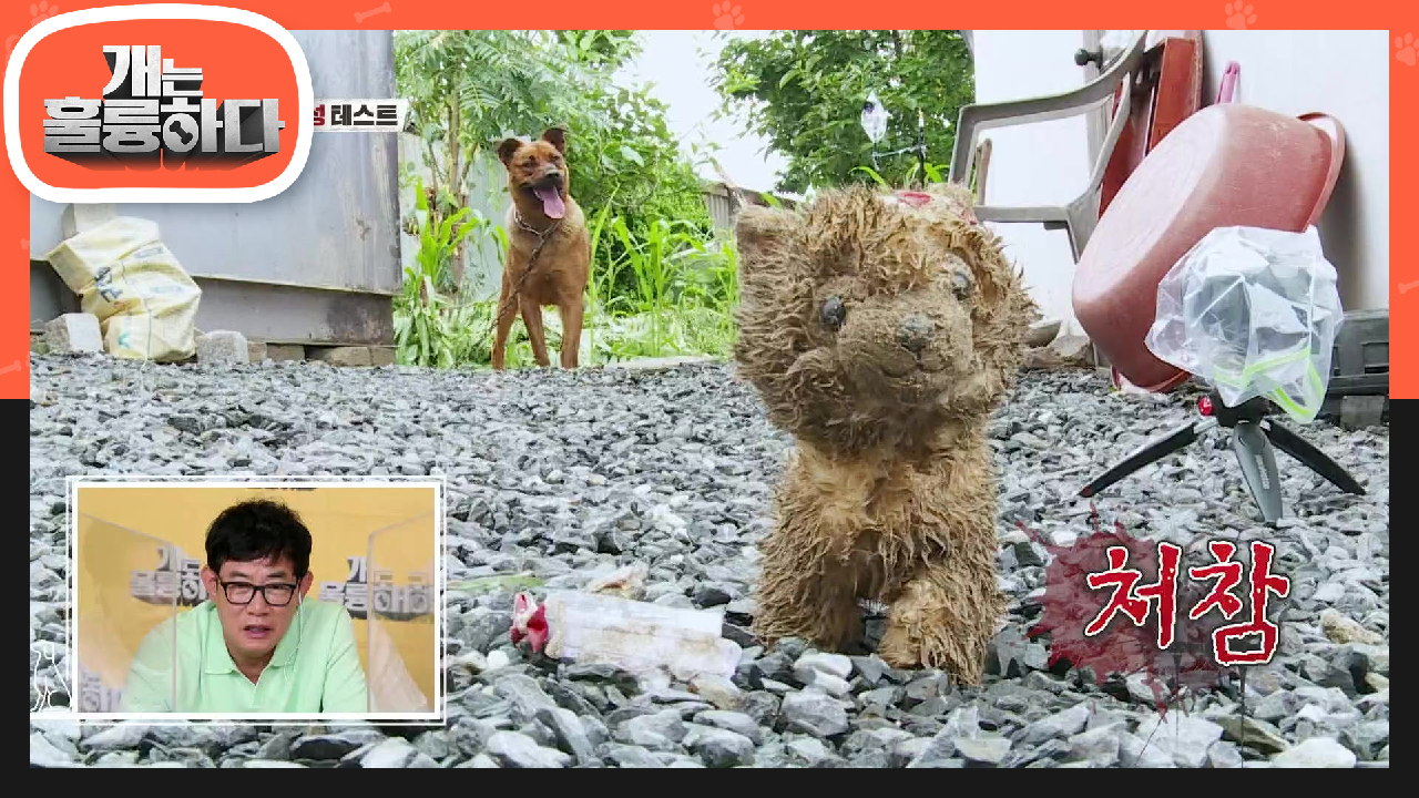 ※공격성 테스트※ 입마개도 못하는 사랑이의 공격성에 처참해진 강아지 인형! | KBS 210802 방송