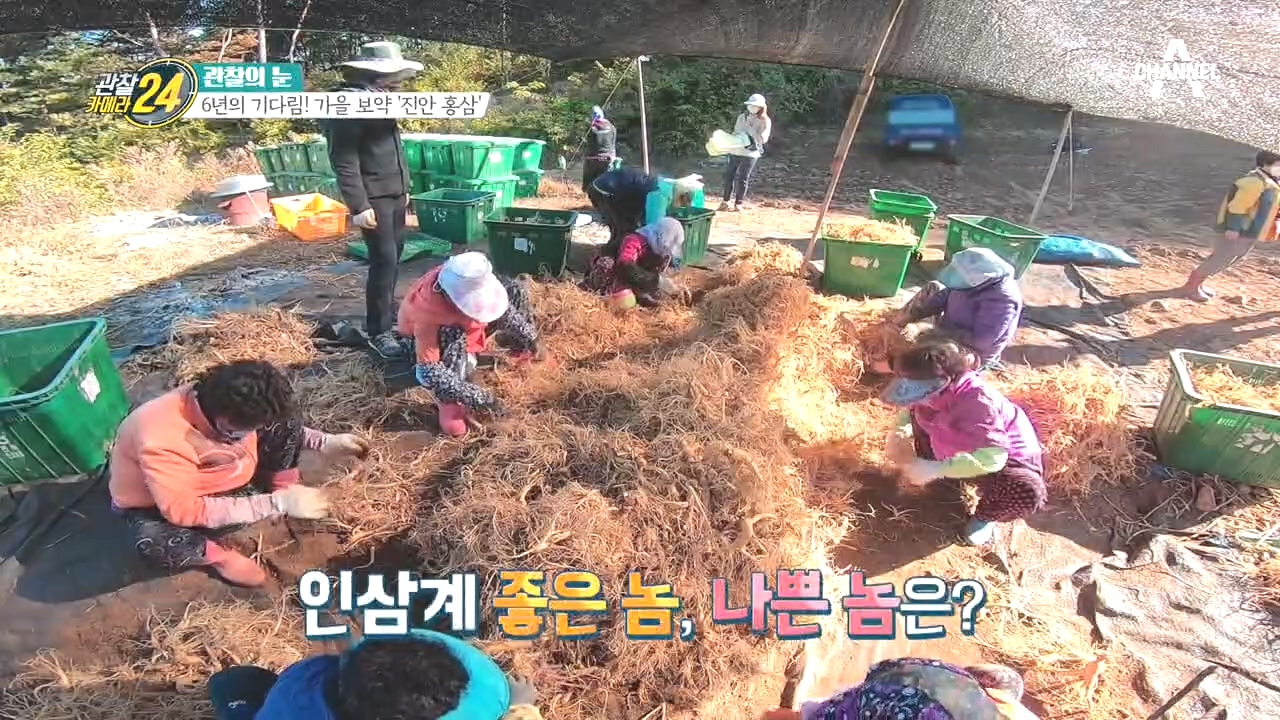 좋은 놈, 나쁜 놈, 잘 자란 놈! 인삼계에도 더 좋은 인삼이 있다?!