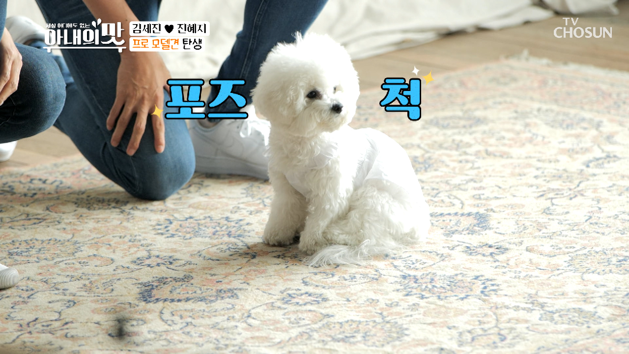 포즈 척척! ✧프로 모델犬 모모✧