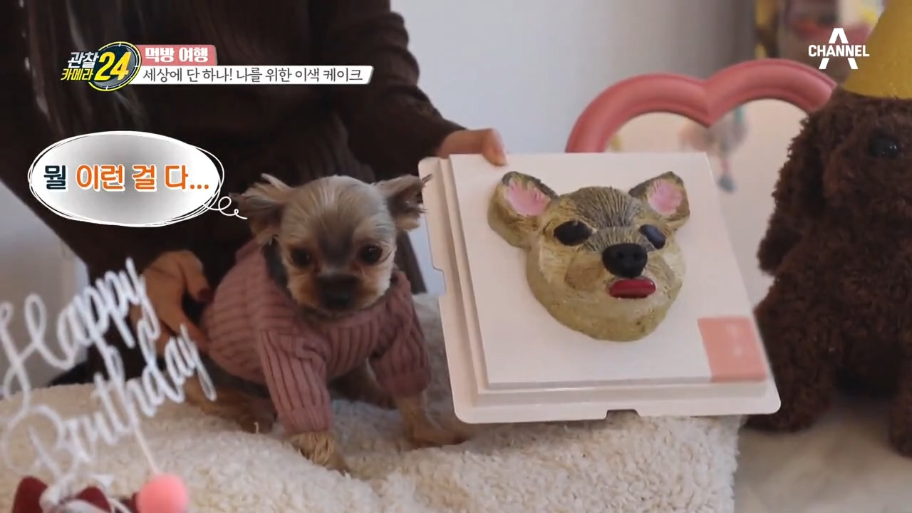 반려견을 위한 세상 특별한 댕댕이 케이크, 직접 먹기까지 한다?