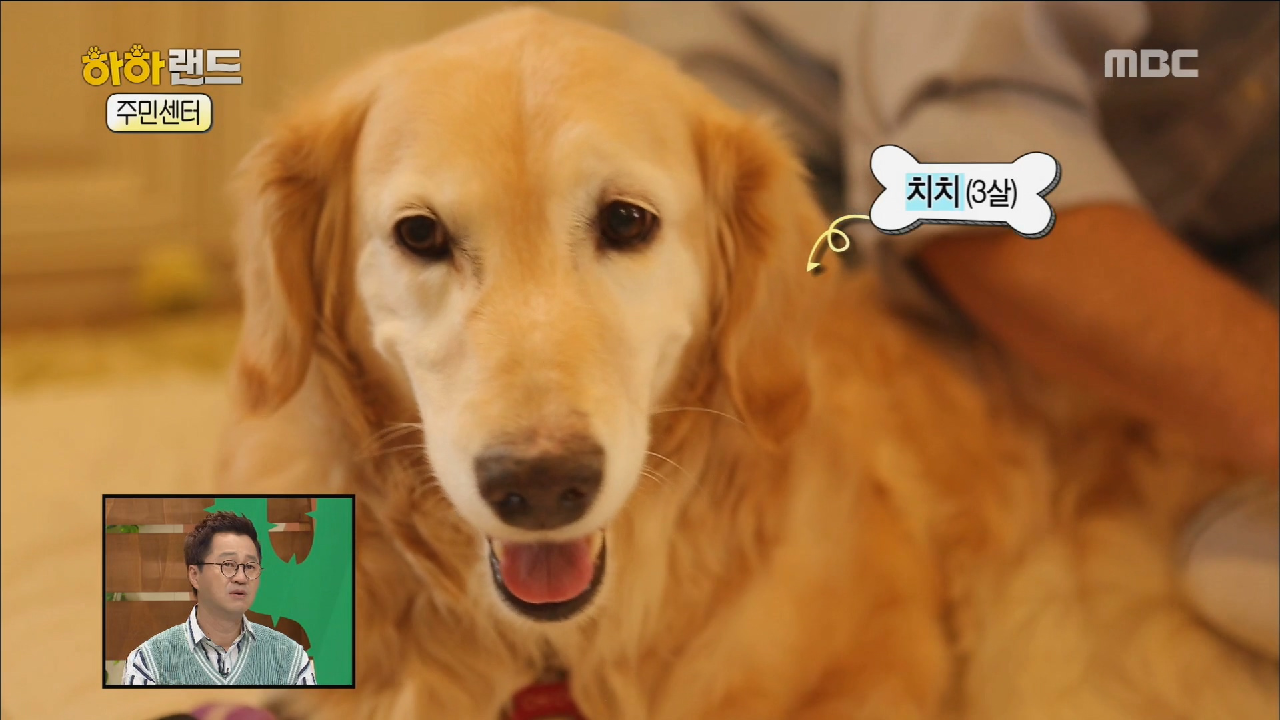 봉지에 싸인 채 발견된 치치 - kakaoTV 봉지에 싸인 채 발견된 치치