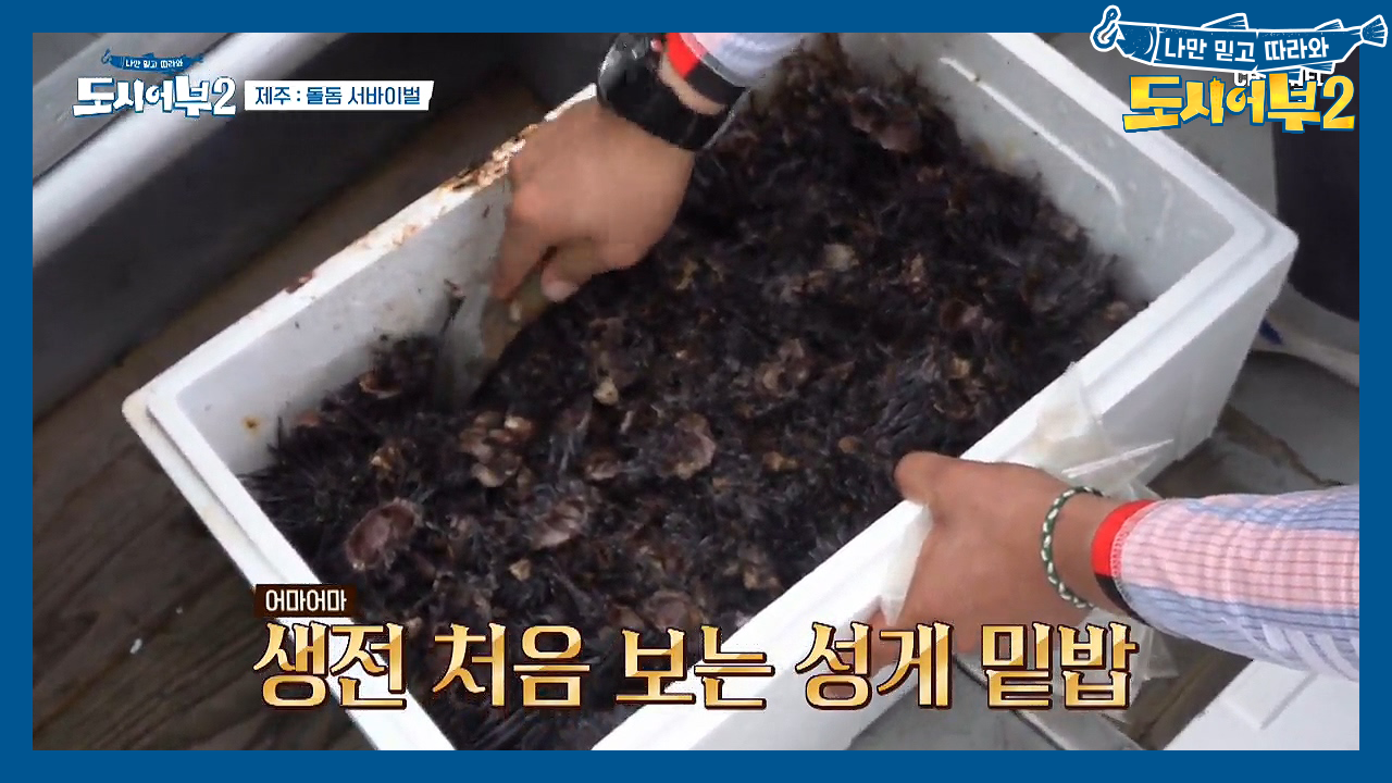 ※성게 7박스 올-인※ 돌돔을 원하는 자, 성게 껍질을 뿌려라?! (fe...