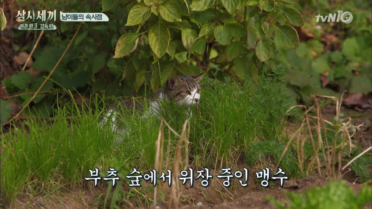 [미방분] 도도와 닭그룹 싸움 (aka. 텃밭에서 생긴일)