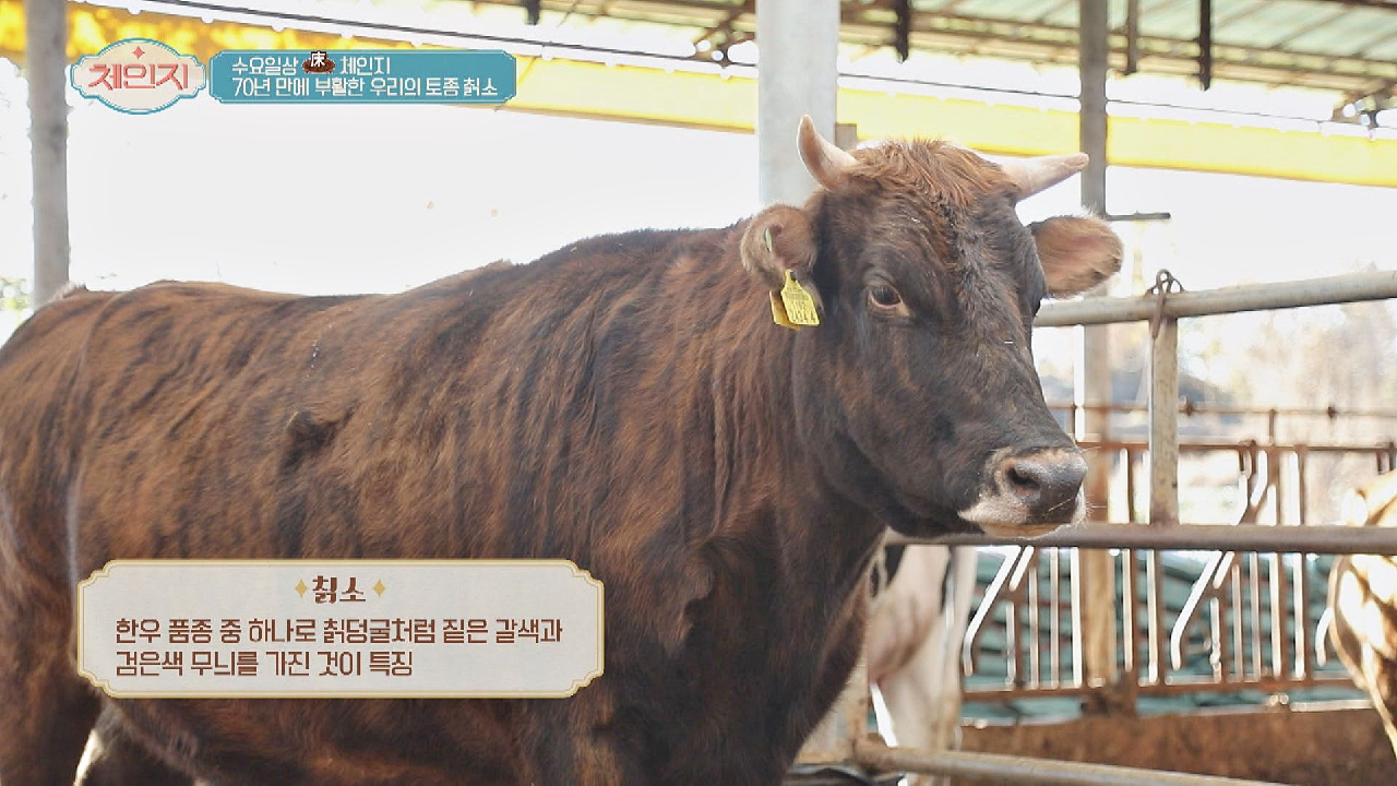 70년 만에 부활한 우리나라의 토종 소, 칡소?