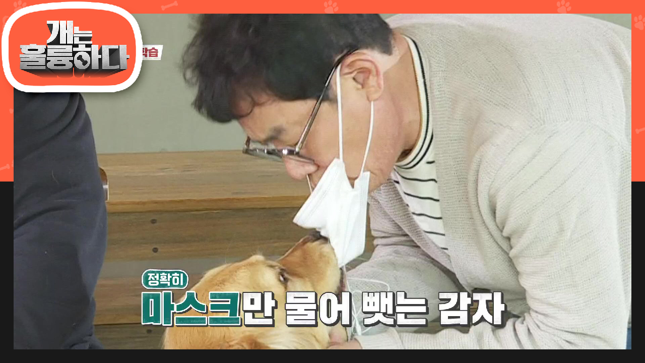 ※심각상태※ 규제자의 반응 테스트의 결과는? (ft. 마스크 집착犬) | KBS 210517 방송