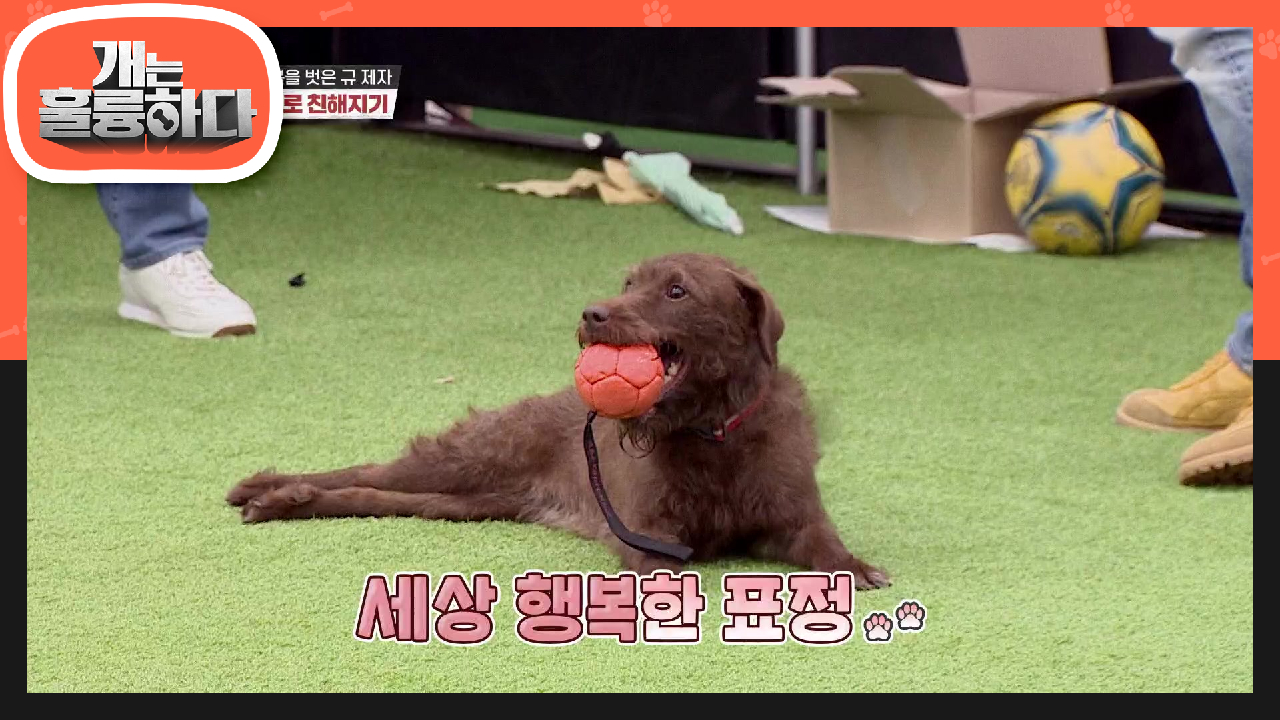 ※규제자 소환※ 이제는 보호복을 벗고 놀이로 친해져보는 보리와 규제자! | KBS 210816 방송