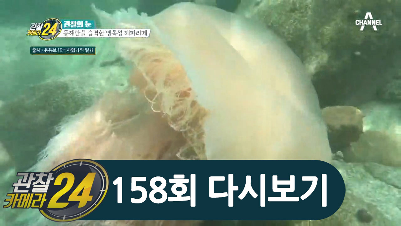 동해안이 위험하다?! 바다를 뒤덮은 심상치 않은 해파리떼!