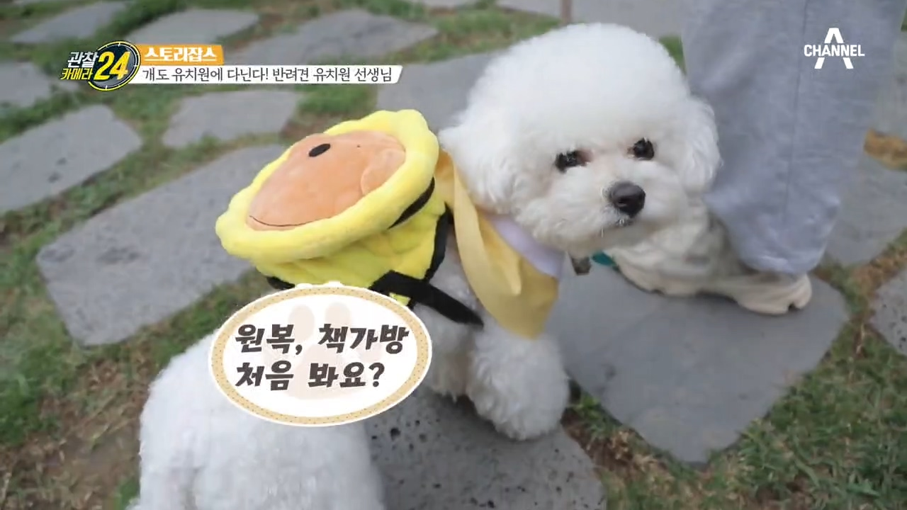 등원부터 교육까지! 반려견도 유치원을 다닌다?