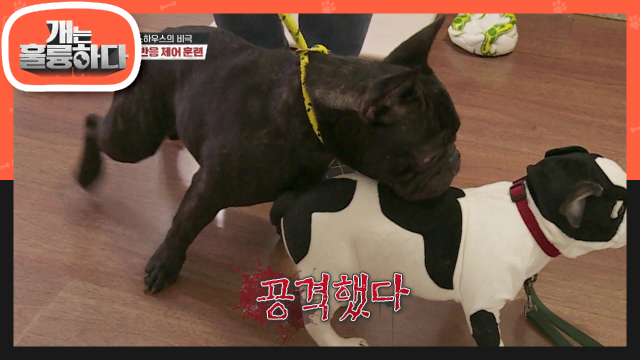 그대로 돌진하는 정키와 강하게 압박하는 강훈련사의 싸움! | KBS 210628 방송