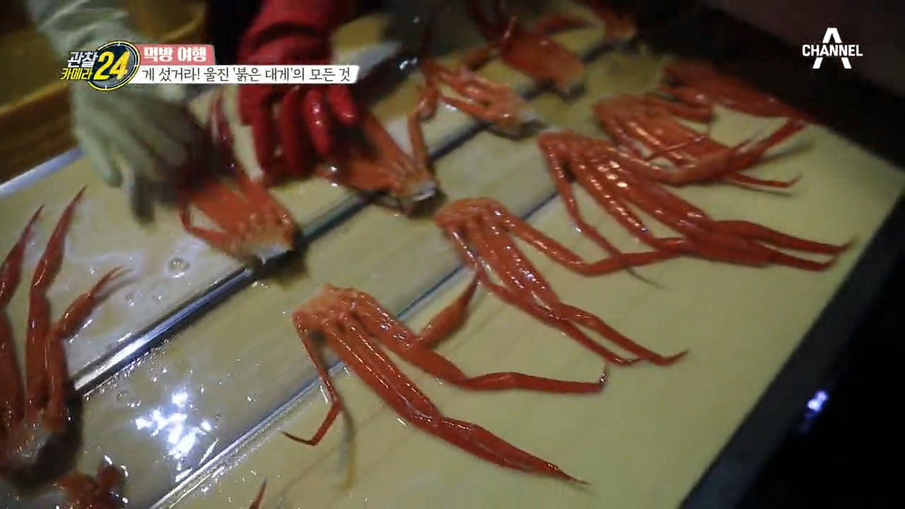 윤이 난다~ 윤이 나~☆.☆ 쉴 틈 없이 돌아가는 붉은 대게 공장