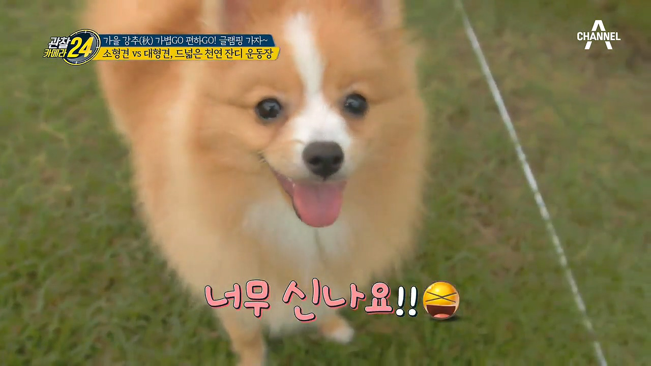 ☞애견인 주목☜ 반려견에도 휴식을! 천연잔디가 있는 애견 글램핑장 大공개...