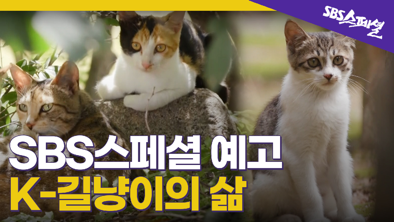 [SBS스페셜 예고] (심멎주의) K-길냥이가 사는 묘한 세상, 길고양이K - kakaoTV [SBS스페셜 예고] (심멎주의) K-길냥이가 사는 묘한 세상... 