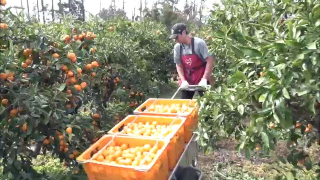 분주한 수확 철, 최상의 귤 맛을 따내기 위한 노력