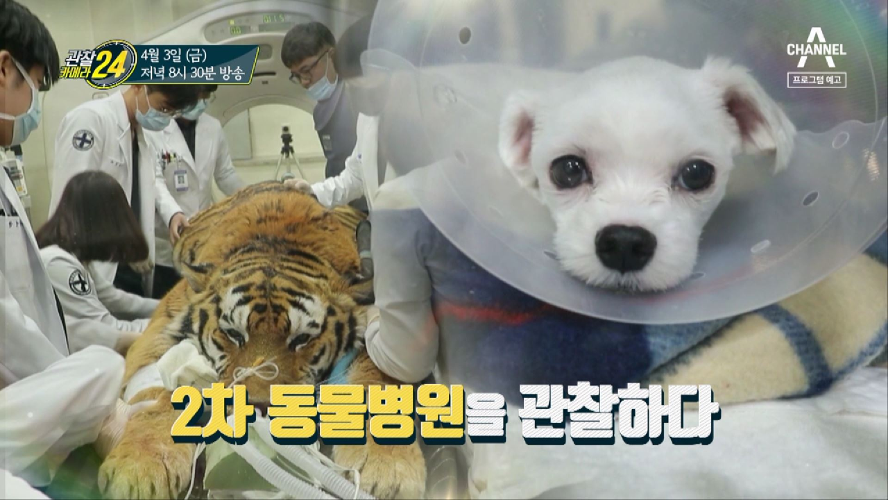 관찰 카메라 24 131회