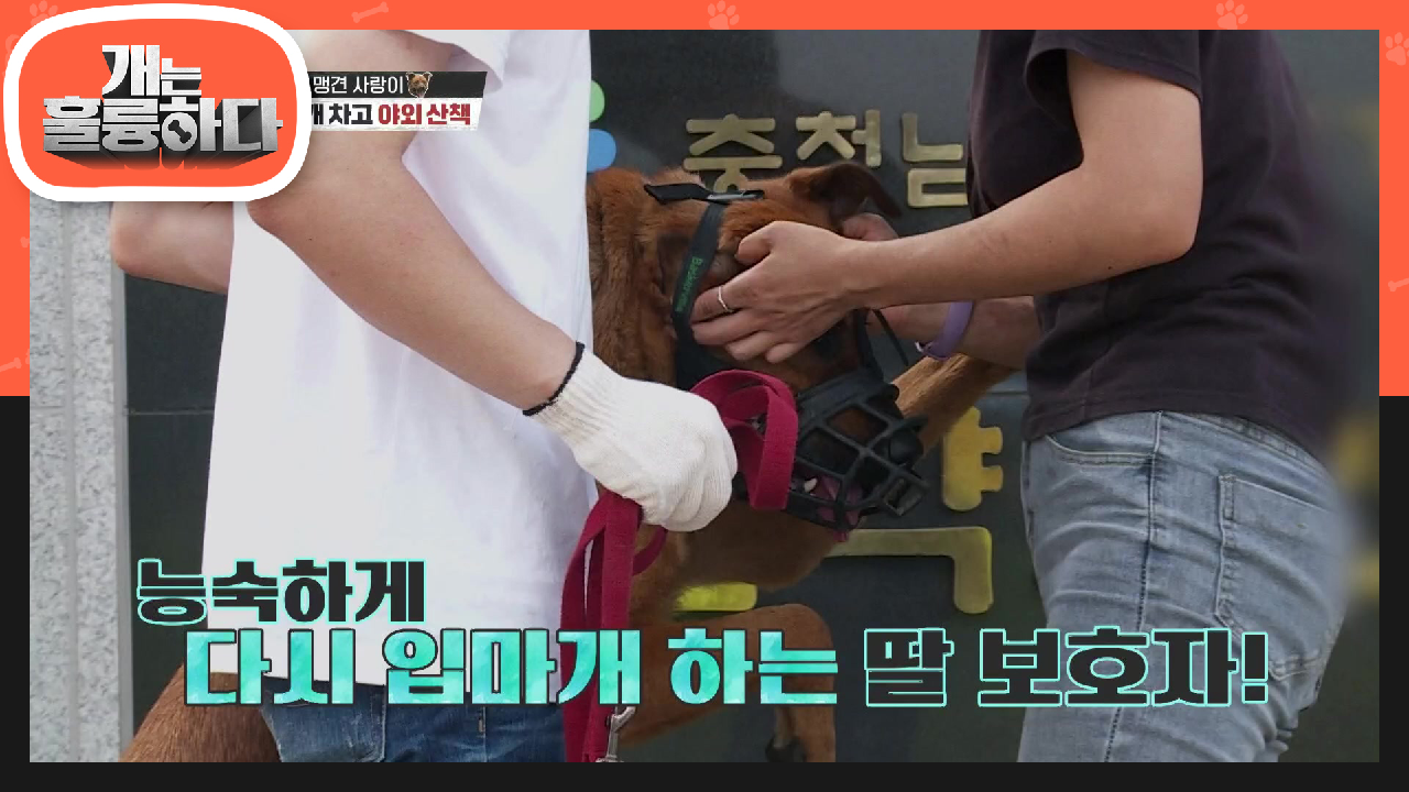 산책도중 풀린 사랑이 입마개를 다시 능숙하게 장착하는 보호자★ | KBS 210809 방송