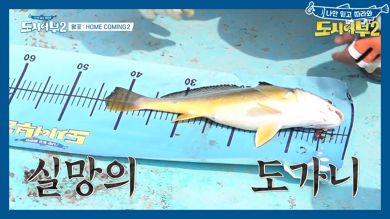 제작진 曰 ＂48cm 나온 것 같아요~＂ 왕포하면 조기커! 최대어 등극하...