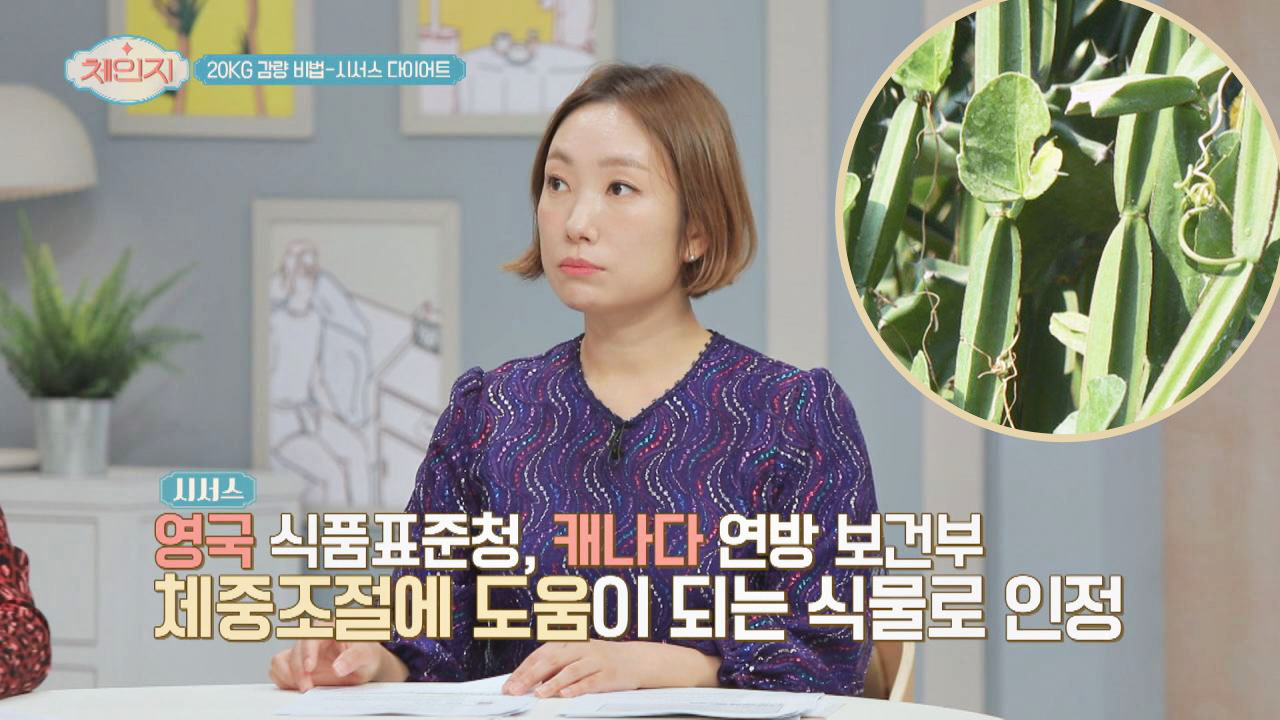 체중조절로 다이어트 大 인기인 식물 &#39;시서스&#39;