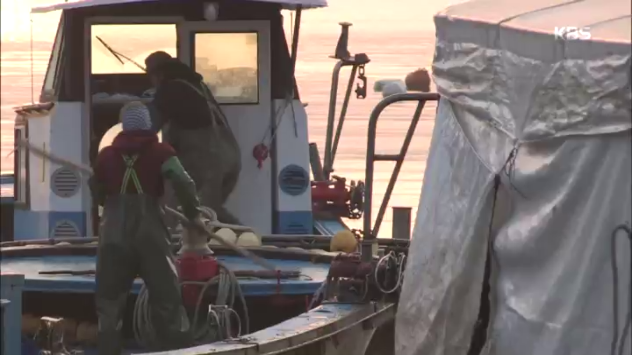 멍게처럼 꽉 찬 영운항의 하루