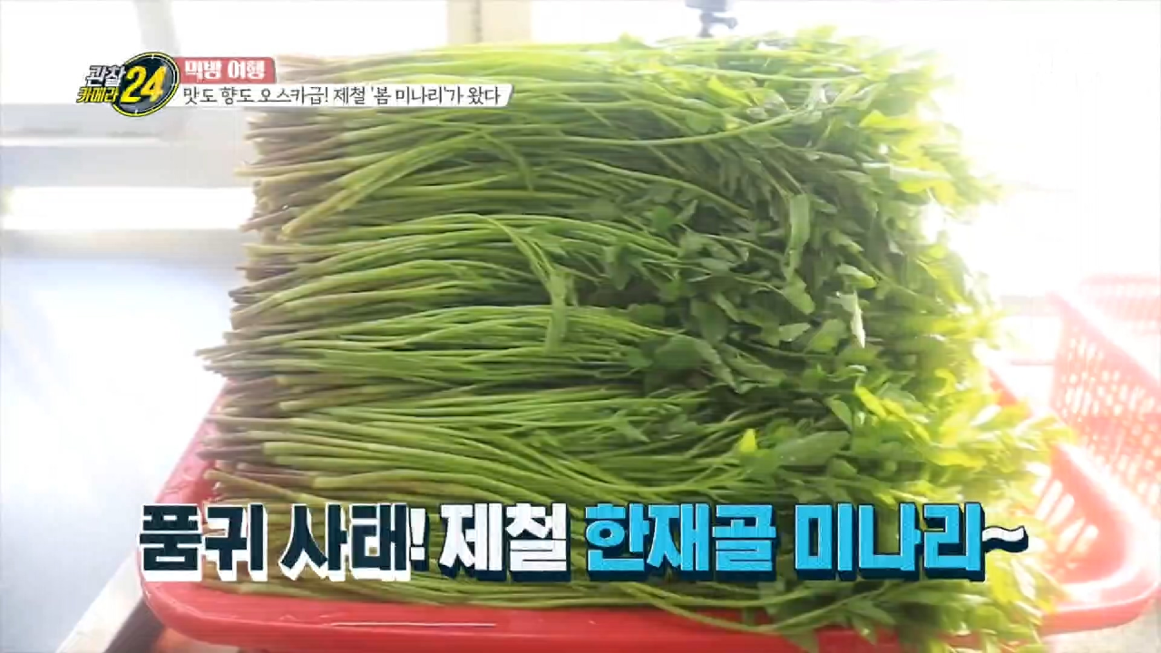 푸르른 자태 뽐내는 '명품 한재골 미나리', 맛도 향도 오스카급!