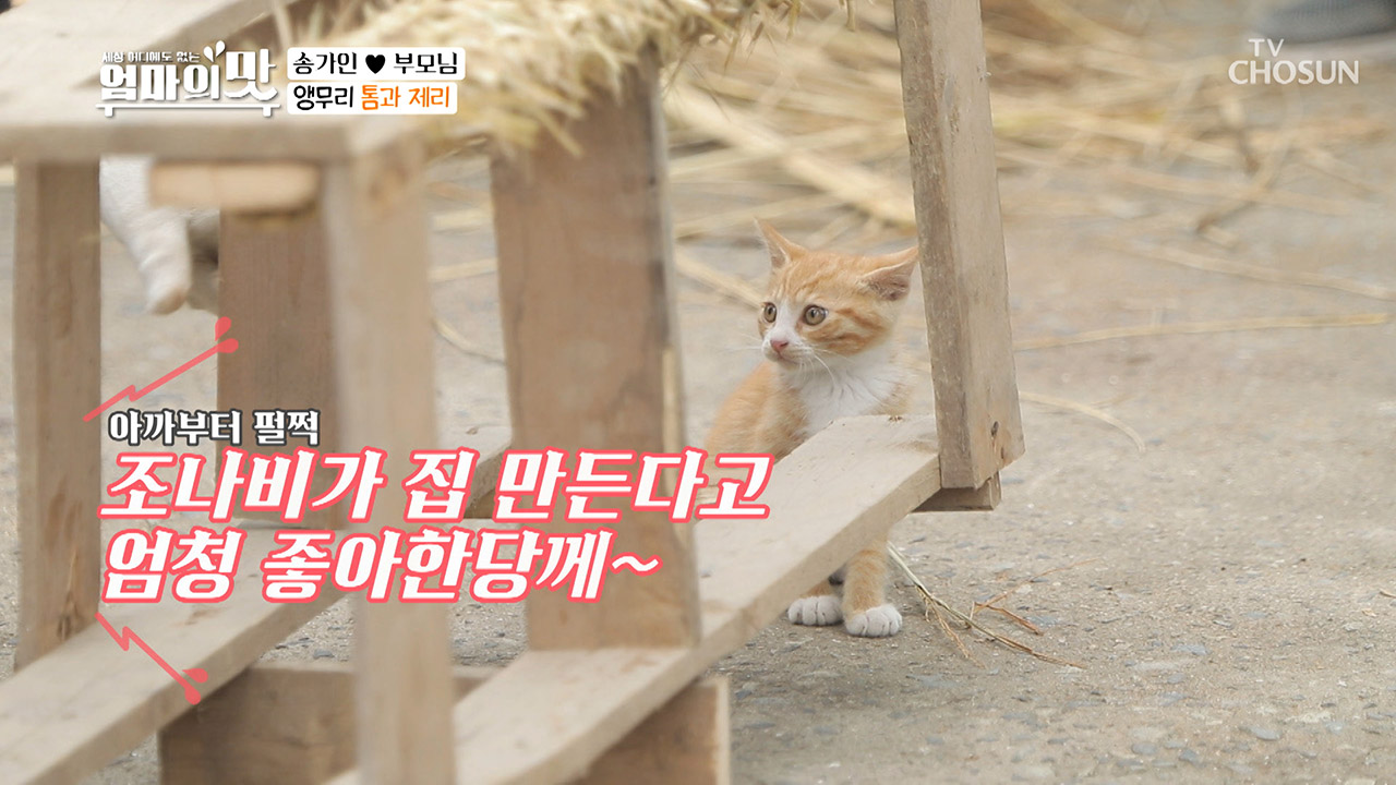 러브 하우스♥ 캣타워 제작에 들뜬 ↙조나비↗