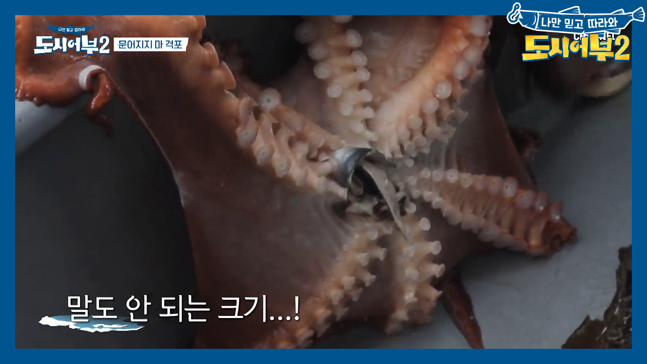 한 때 12kg 문어를 낚았던 두족류 제왕 경규...★ 하지만 2020은...