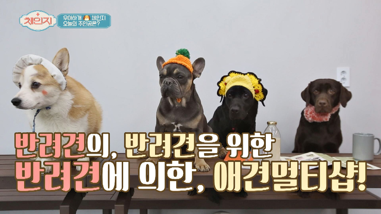반려견의, 반려견을 위한 반려견에 의한 [애견멀티샵]