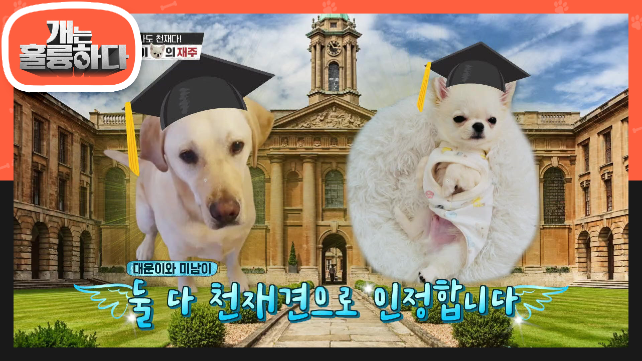 미남이 어머님! 권진영의 반려견 천재견의 싹이 있는?! 미남이! | KBS 210809 방송