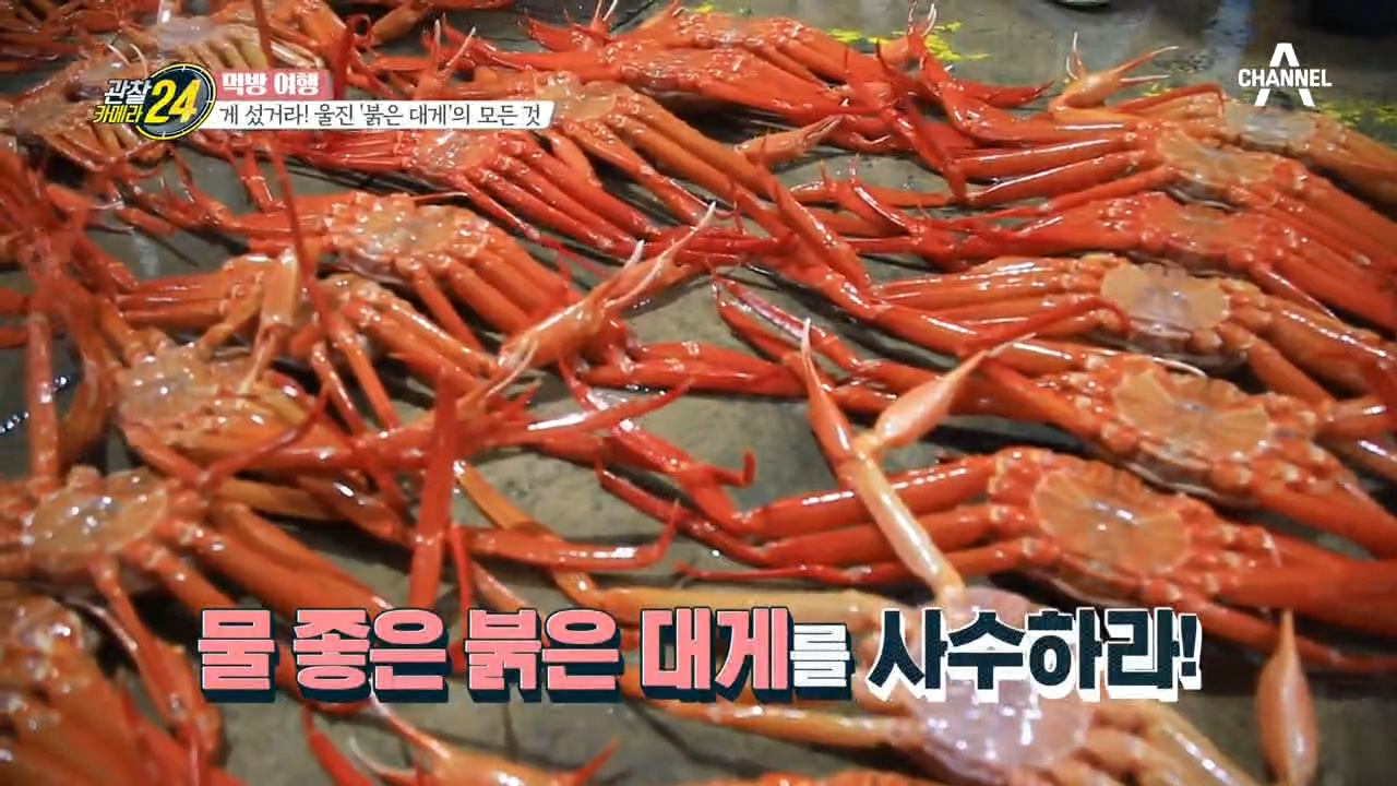 후포리 붉은 대게의 치명적인 비주얼! 물 좋은 게는 따로 있다?