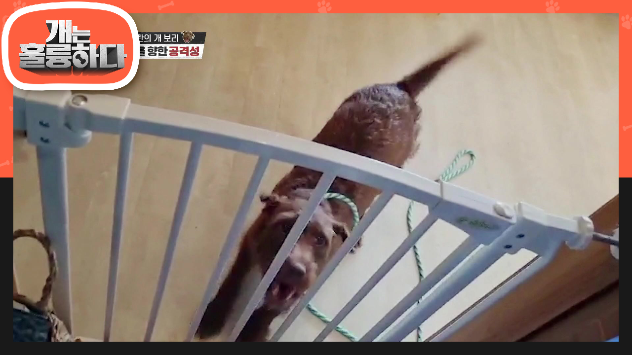 천방지축 보리에게 문제는? 사람을 향한 광란의 돌진♨ | KBS 210809 방송