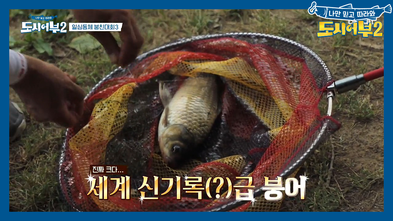 끝나기 5분 전, 세계 신기록(?)급 붕어가 등장했다?!