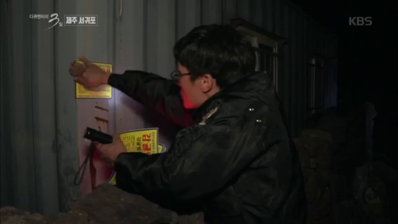 귤 수확 철이 되면 제주도는 비상모드로 전환된다?