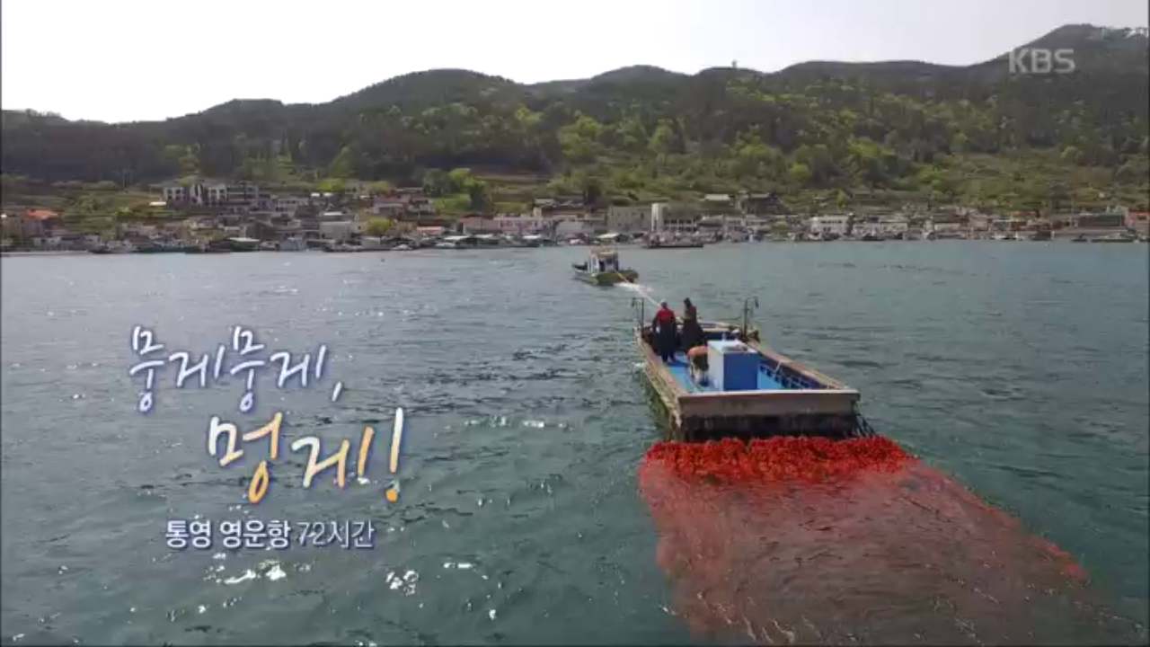 뭉게뭉게 멍게 - 통영 영운항 72시간