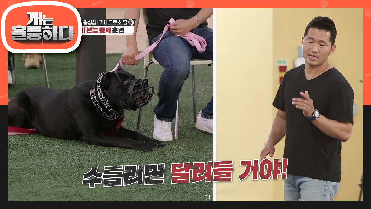 경비 본능을 통제하기 위한 훈련! 강훈련사의 모든 일거수일투족을 주시하는 달이! | KBS 210621 방송