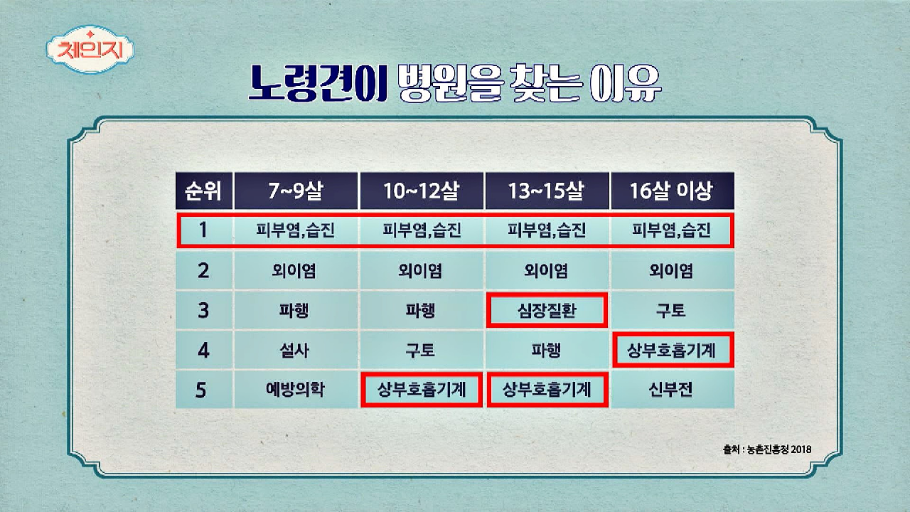 반려동물 고령화 시대! 노령견이 병원을 찾는 이유