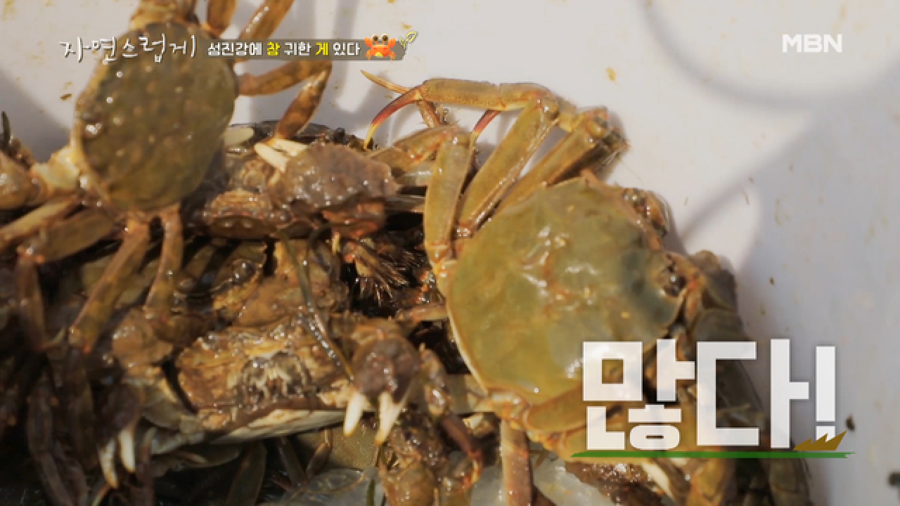 무려 칠천만 원?! 제철 섬진강 &#39;참게잡이&#39; 현장