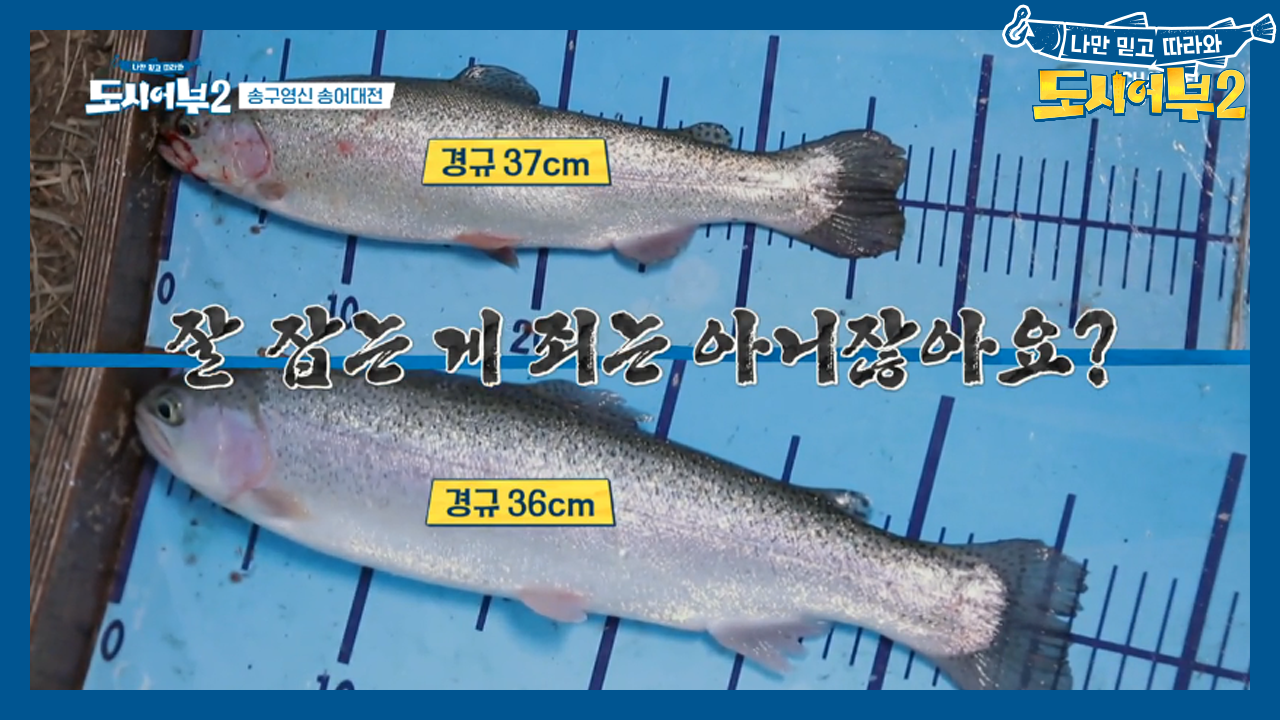 물수저 경규 송어 2연타, 아직도 못잡은 사람이 있나~?