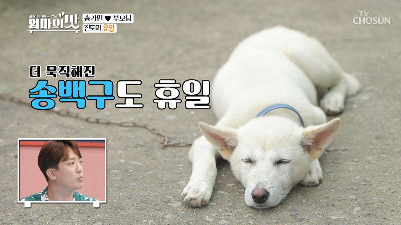 팔불출 아빠의 속사포 백구 자랑 ^-^♭ (ft. 쾌변)