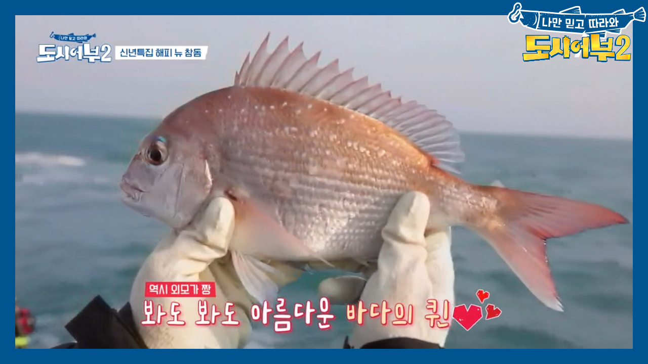 ※1호 참돔 GOAL※ 아름다운 바다의 퀸 참돔 등판