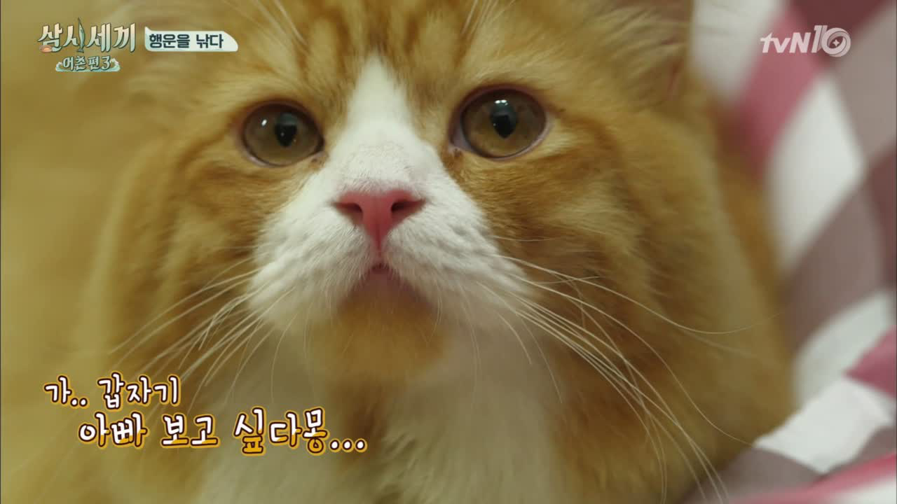 뜻밖의 애묘인 나피디와 쿵몽이!