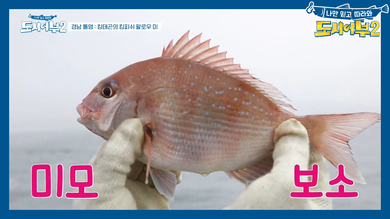 ↖팔로우 팔로우 미↗ KING태곤, 조금 아쉬운 크기(?)의 참돔 1&a...