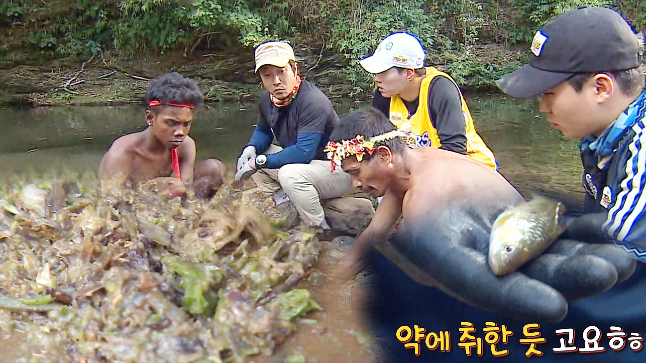 바탁족, 전통 물고기 사냥! (ft. 독풀 먹고 기절하는 물고기)