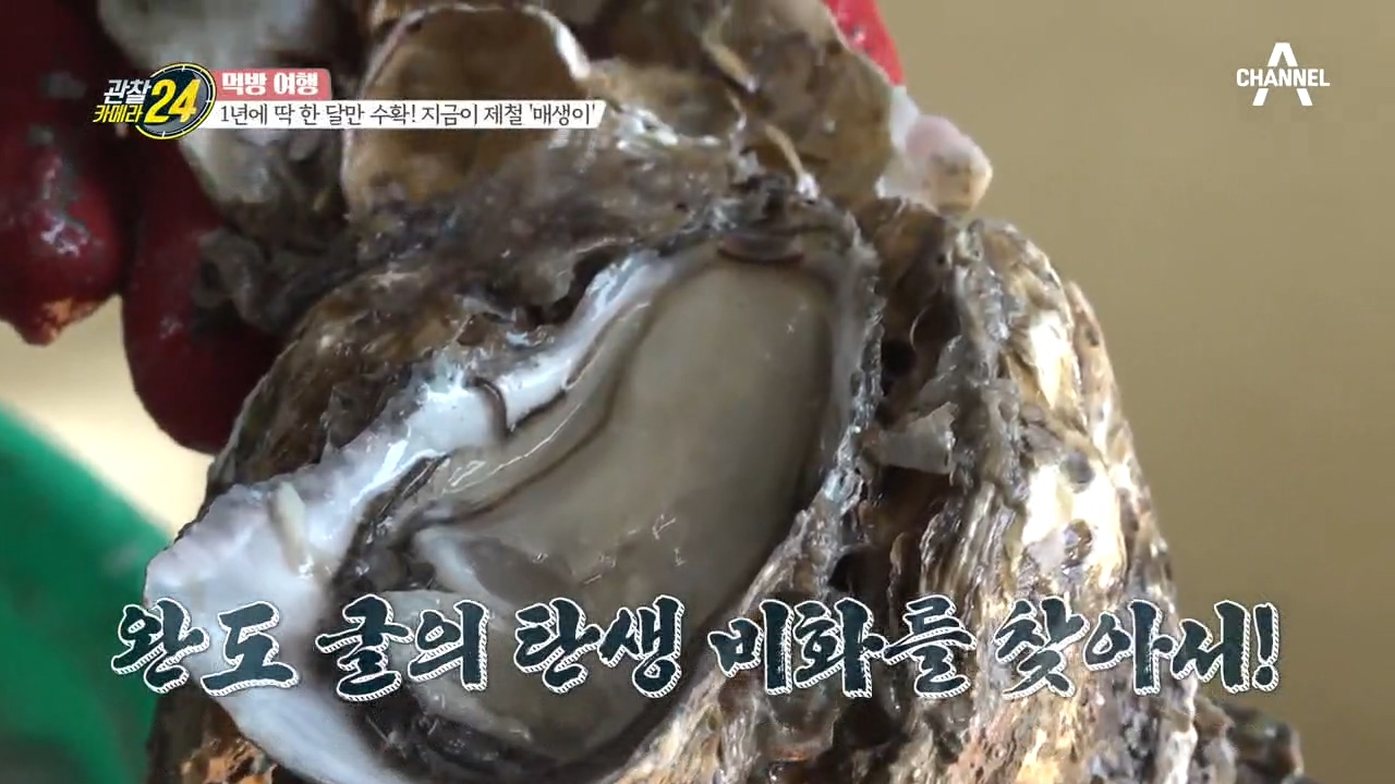 '굴'맛이 꿀맛! 완도 굴의 탄생 비화를 찾아서~